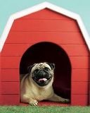 game pic for Vodafone Pug